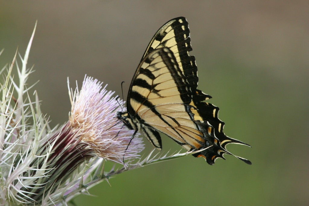 Eastern tiger swallowtail butterfly on bull-thistle (Cirsium horridulum)